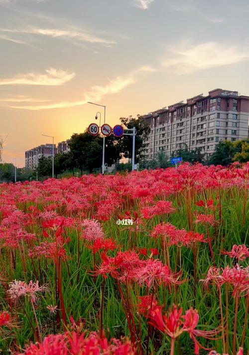 彼岸花是什么？它的花语有哪些含义？