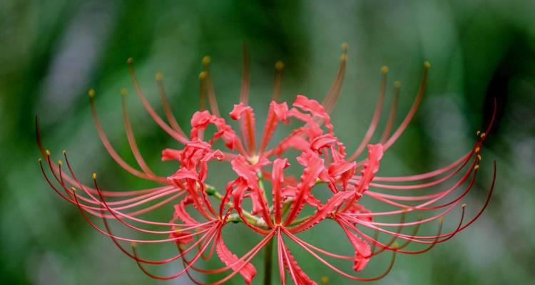 彼岸花是什么？它的花语有哪些含义？