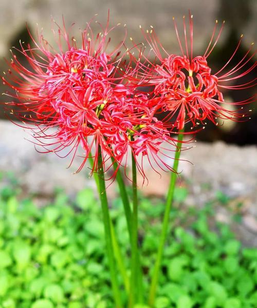 彼岸花的花语是什么？彼岸花的传说有哪些？