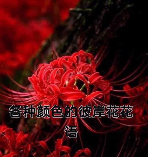 彼岸花花语是什么？彼岸花的寓意和象征有哪些？