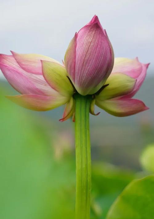 并蒂莲的象征意义是什么？如何理解并蒂莲的文化内涵？