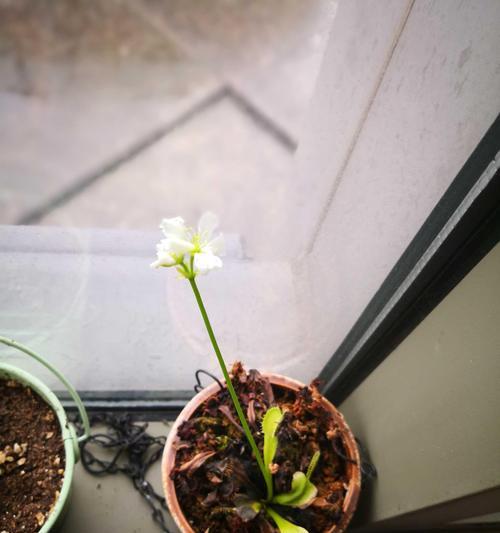 捕蝇草的花语是什么？捕蝇草的花语有哪些含义？