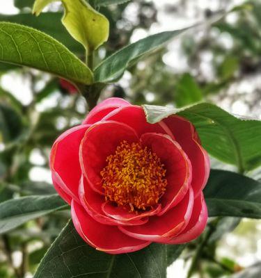 茶花的花语是什么？如何用茶花表达情感？