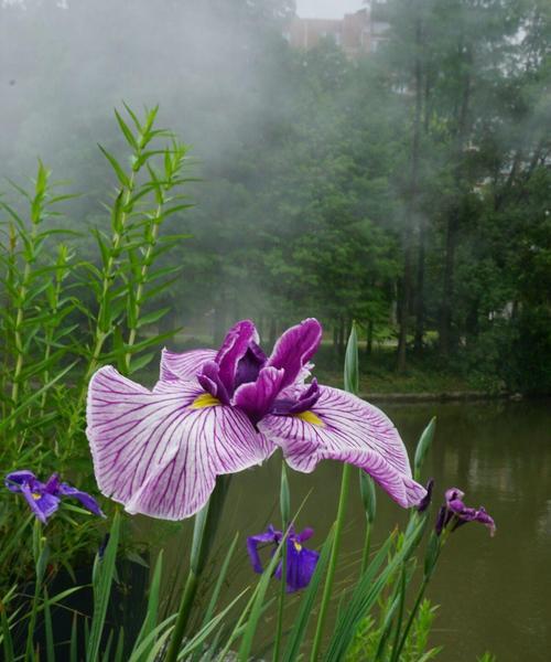 菖蒲的花语是什么？菖蒲的文化背景有哪些特点？