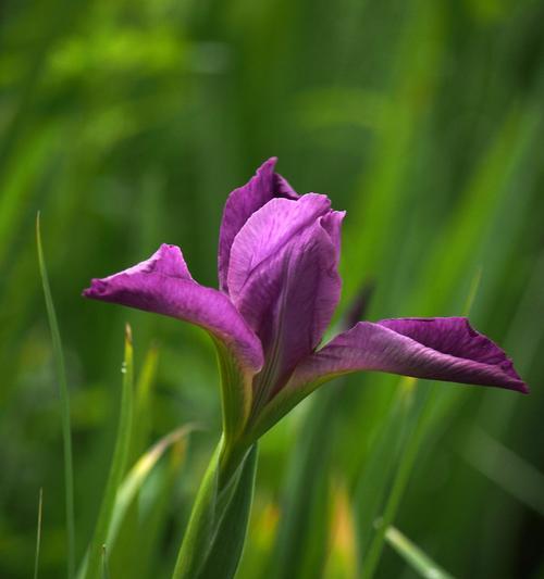 菖蒲花花语是什么？如何用菖蒲花表达情感？