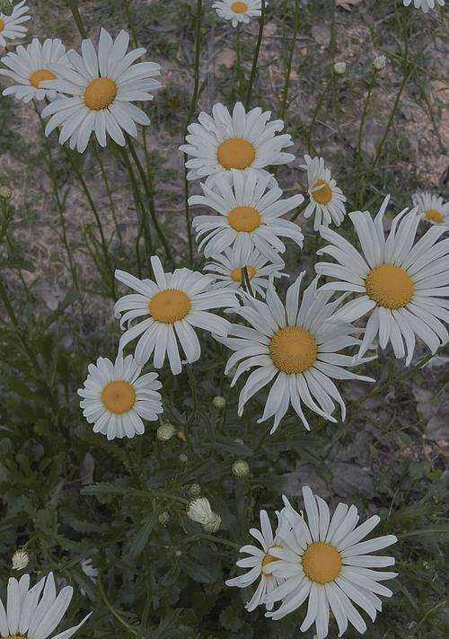 雏菊花代表什么？如何正确理解雏菊花的花语含义？