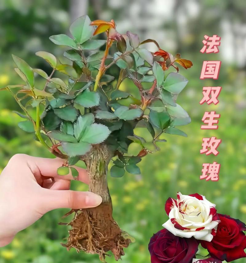 青绿玫瑰有何特殊含义？青绿玫瑰的花语是什么？