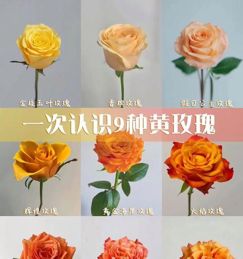 七朵玫瑰花加两朵百合寓意是什么含义？8朵黄色玫瑰是什么意思？