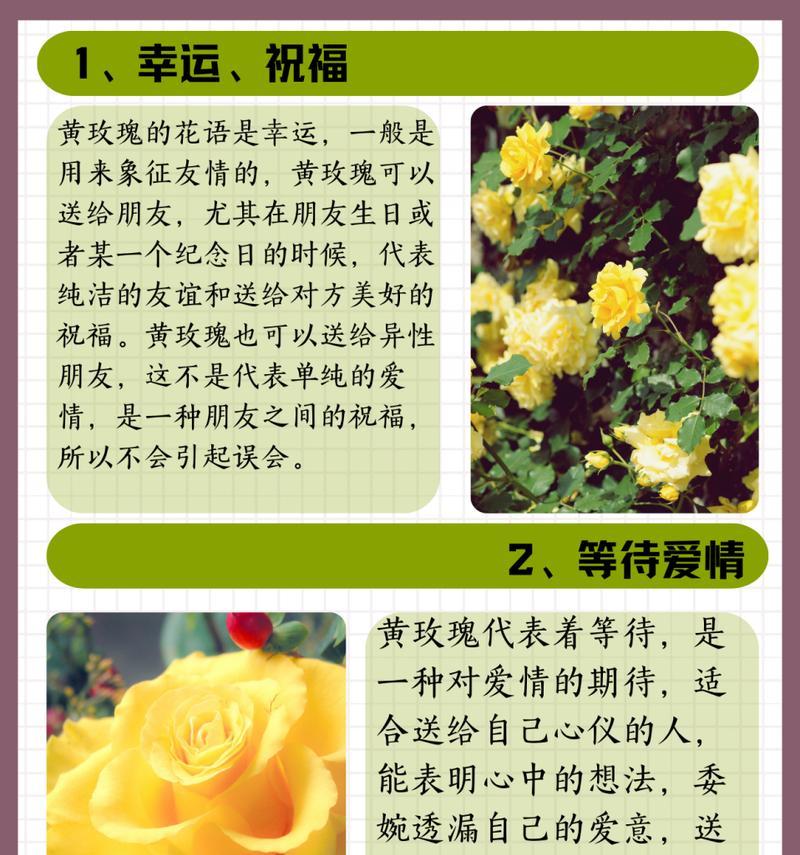 七朵玫瑰花加两朵百合寓意是什么含义？8朵黄色玫瑰是什么意思？