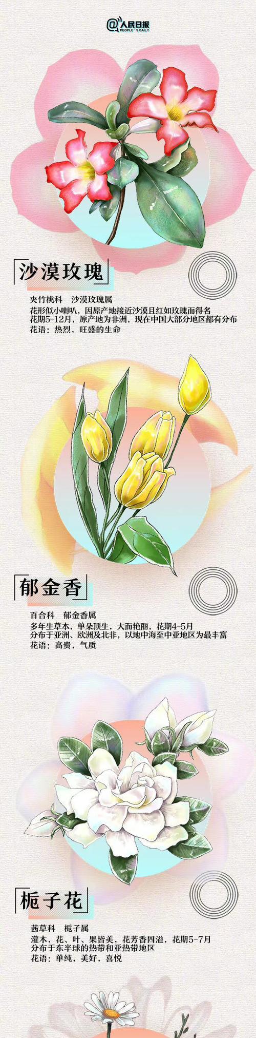 青绿玫瑰的花语是什么？代表了哪些情感或信息？