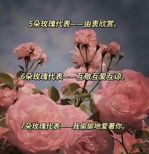 20朵粉玫瑰花代表什么含义？视频中如何解释？