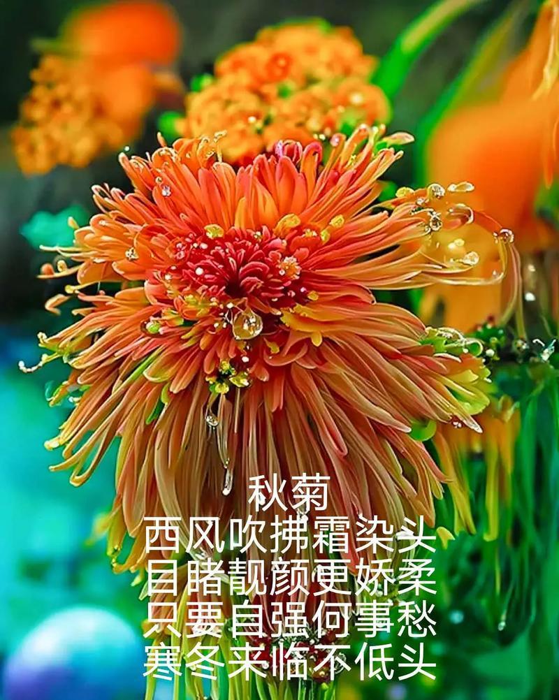 如何用50字开头的成语描写菊花？有哪些句子可以形容菊花的多？