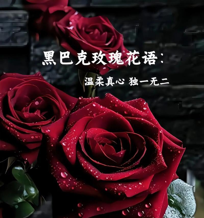 3268朵玫瑰花的英文表达是什么？其含义是什么？