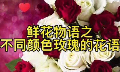 3416朵玫瑰花代表什么？如此多的玫瑰花有何深意？