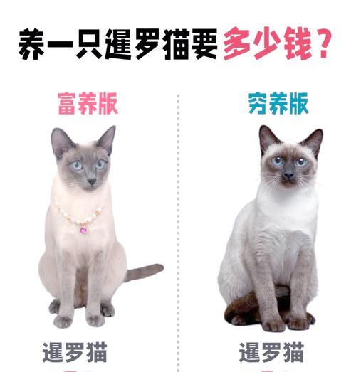 一岁多的暹罗猫猫粮摄入量是多少？如何根据体重调整喂食量？