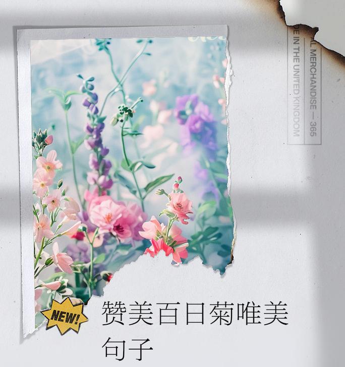 简短的菊花英语句子有哪些？