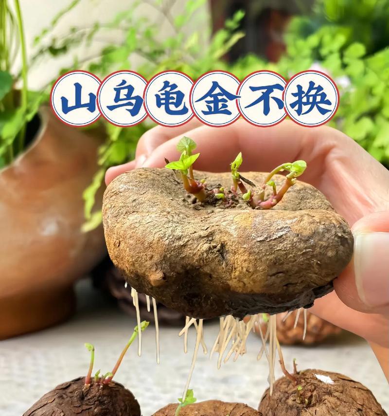 具有块茎的植物有哪些？块茎植物的特征是什么？