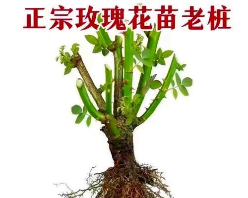 市场上流行的花卉品种有哪些？如何选择？