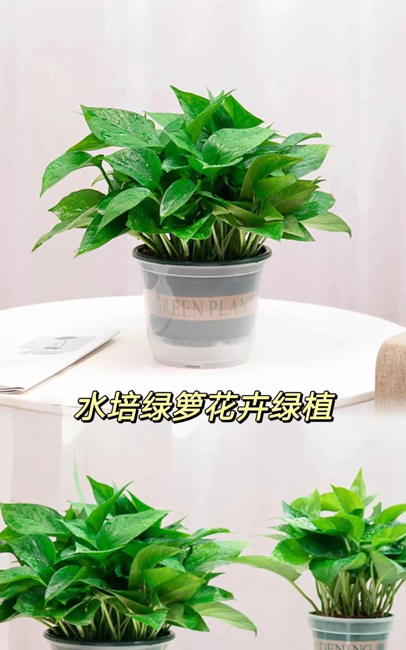 哪些植物具有除甲醛的功效？