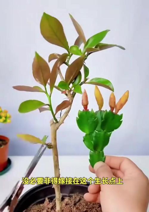 植物嫁接有哪些不同的技术方法？