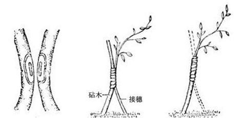 植物嫁接有哪些不同的技术方法？