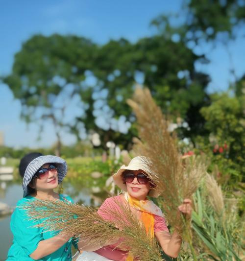 芦苇种植玫瑰花的步骤是什么？