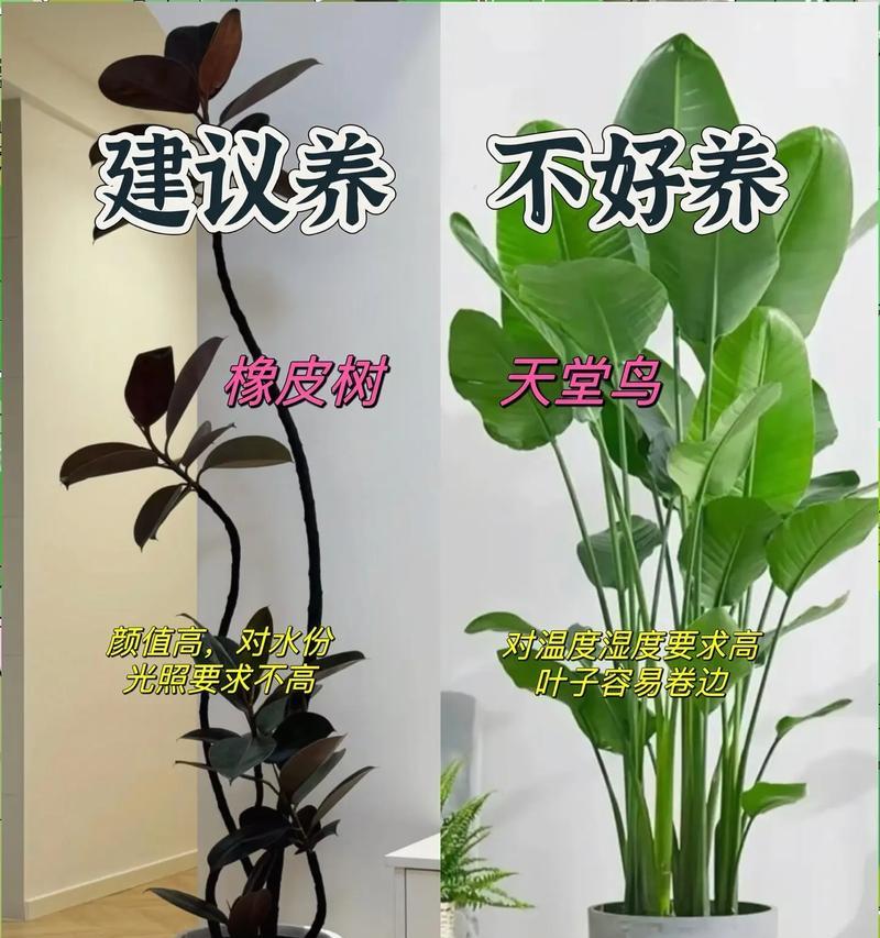 小城花卉绿植有哪些推荐品种？选择花卉绿植时应该考虑什么？