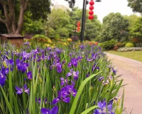 开蓝花嫁接的花卉品种有哪些？嫁接技术要点是什么？