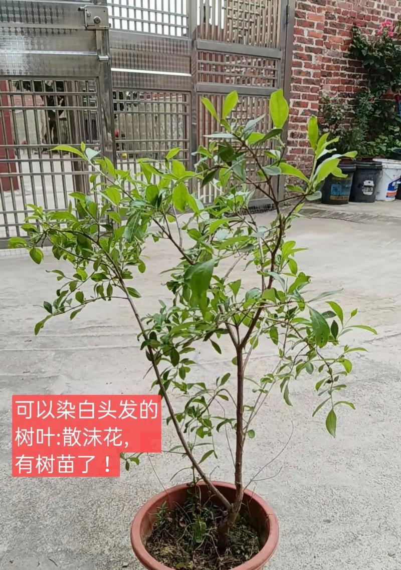 哪些植物的汁液可以用于染发？