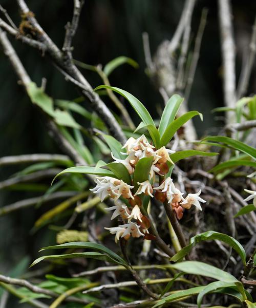 高海拔养什么植物？哪些植物适应高海拔环境？