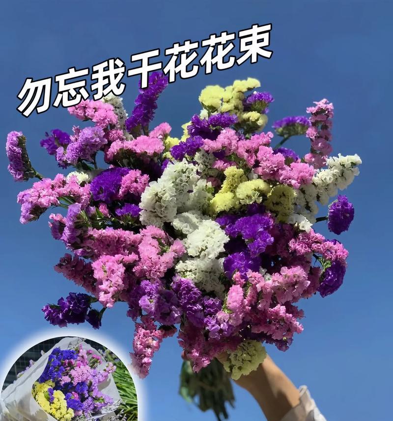 勿忘我花卉有哪些种类？