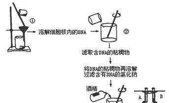 植物提取DNA的常用方法有哪些？