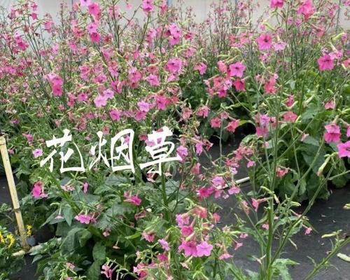 花烟草盆栽有哪些系列？它们的养护要点是什么？