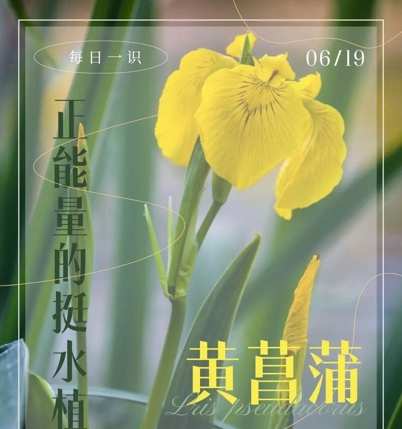 乡村气息的花卉有哪些名字？它们的花语是什么？