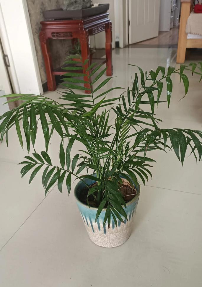 怎么养绿叶盆栽植物？绿叶植物的日常护理方法是什么？