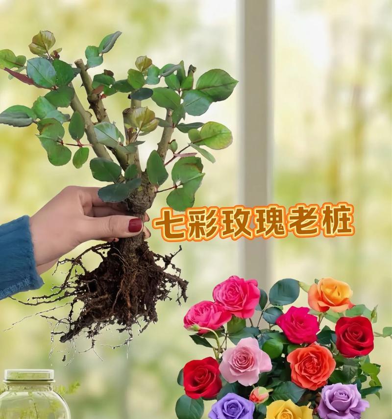 一盆多颗玫瑰花的寓意是什么？送人有何特别意义？