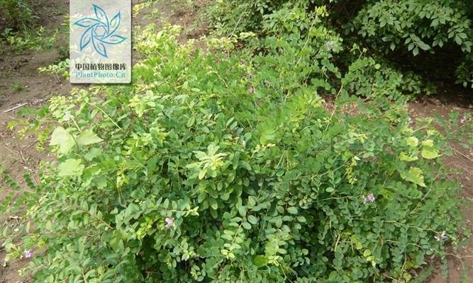 黑木兰植物的代表意义是什么？黑木兰有何象征？