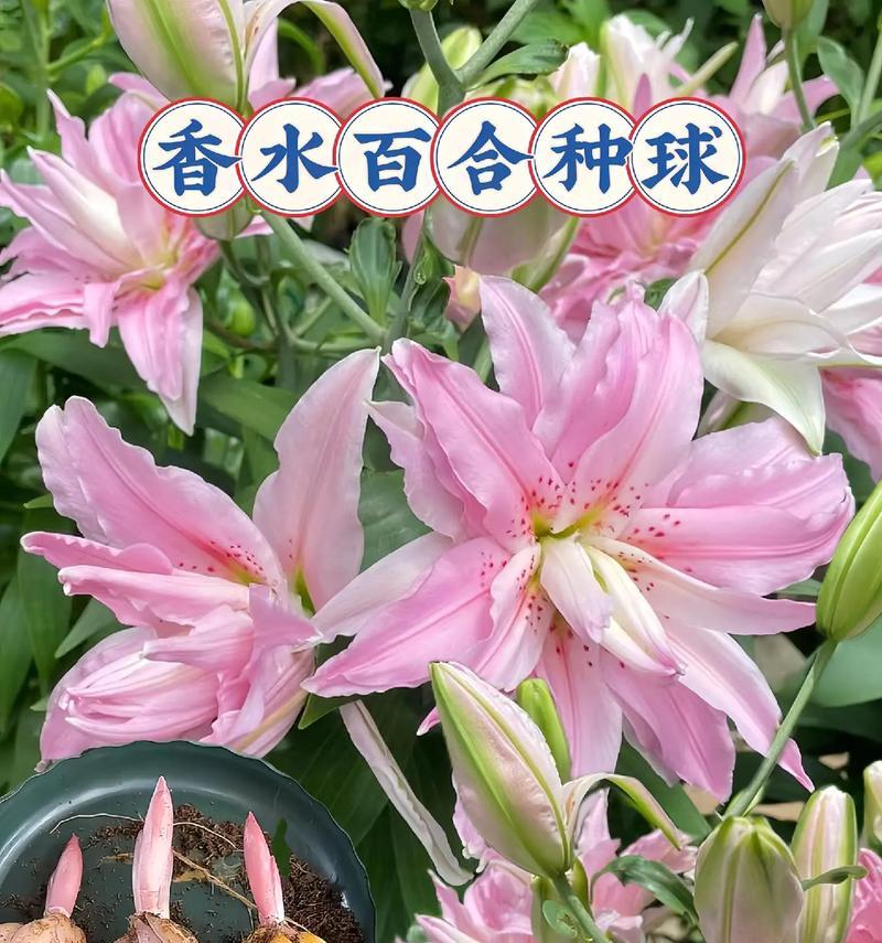 百合花的花语是什么？它在文化中象征着什么？