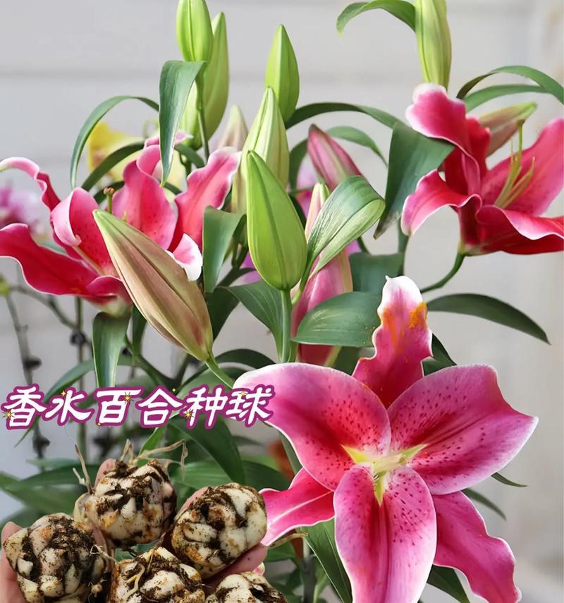 百合花球大小有何讲究？百合花球大小对花语有何影响？