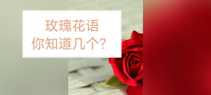 分手时收到黄色玫瑰花代表什么？它的含义是什么？