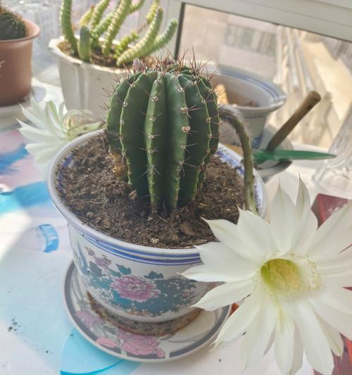 哪些仙人掌会开花？开花仙人掌的养护要点是什么？